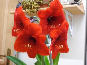 Red Hippeastrum