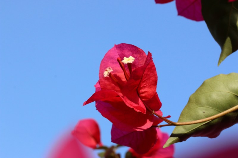 Bougainvillea flower in front of a blue sky.