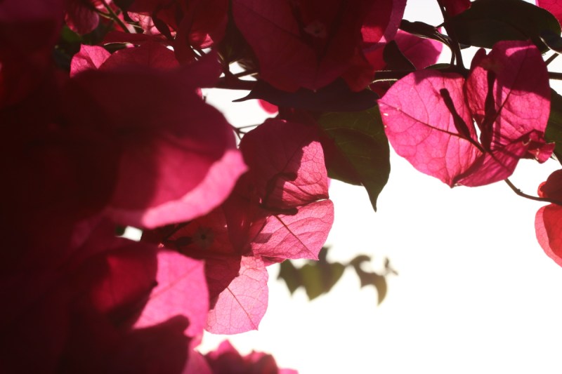 Bougainvillea flowers in fromt of a white background