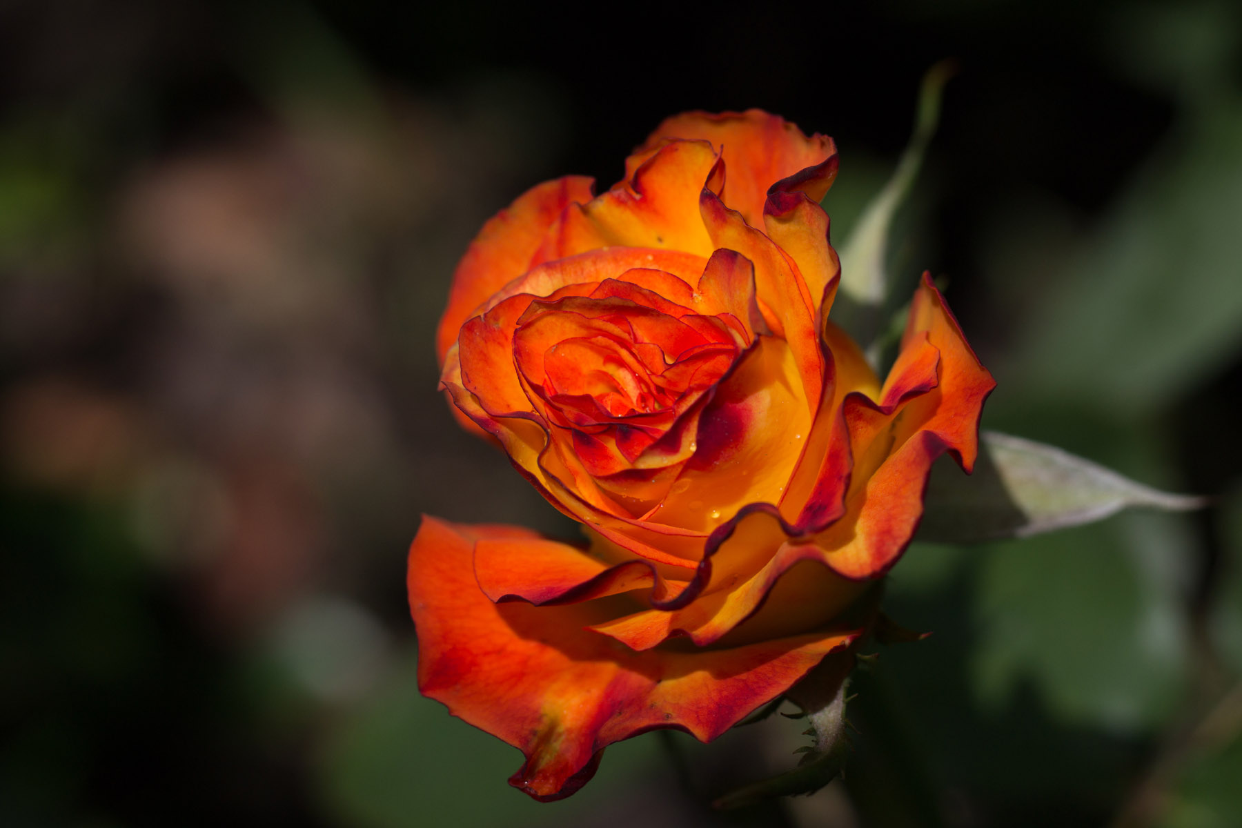 Fire Rose.
