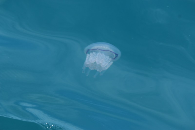 Jellyfish in water