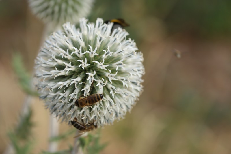 Bees on a thistle