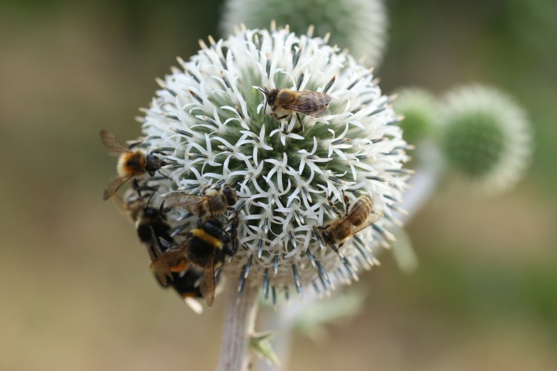 Bees on a thistle bloom