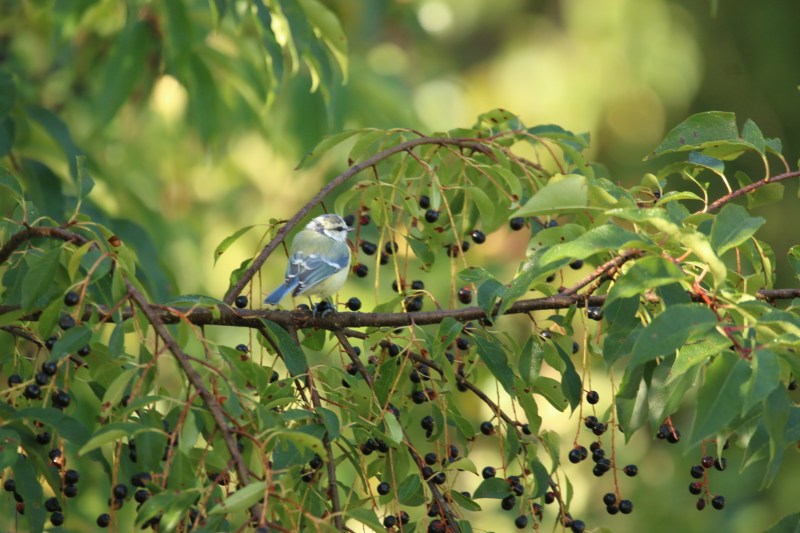 blue tit among bird cherries