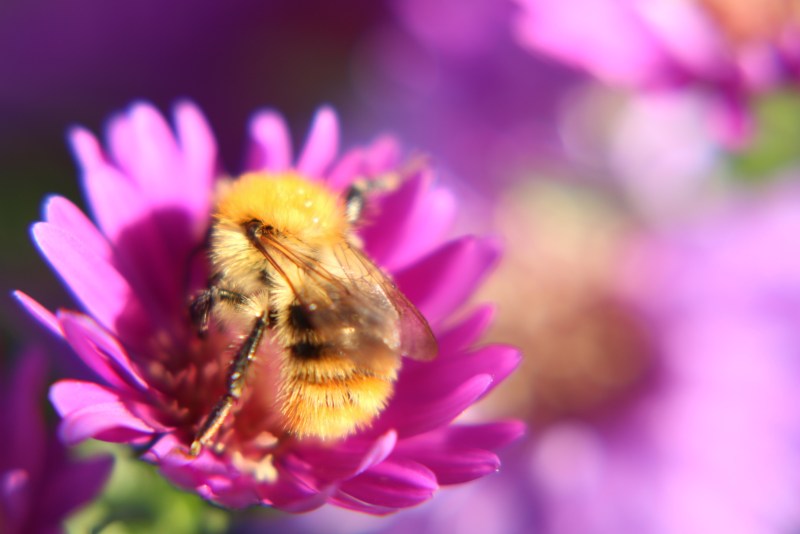 Bumblebee in purple flower