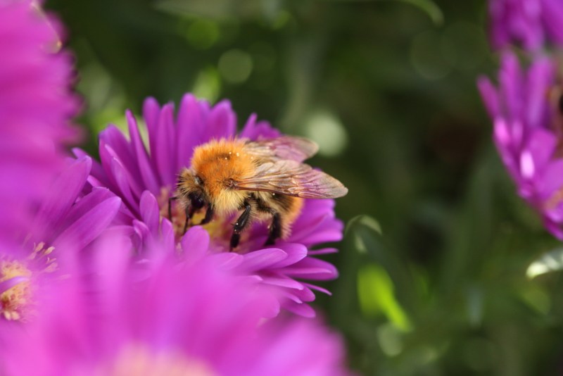 Bumblebee on purple aster