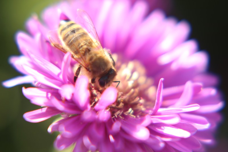 Bee on purple aster