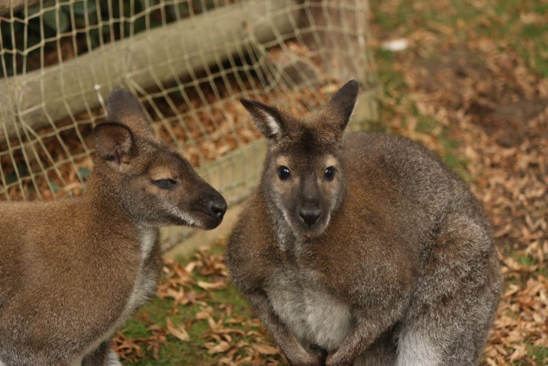 wallabies