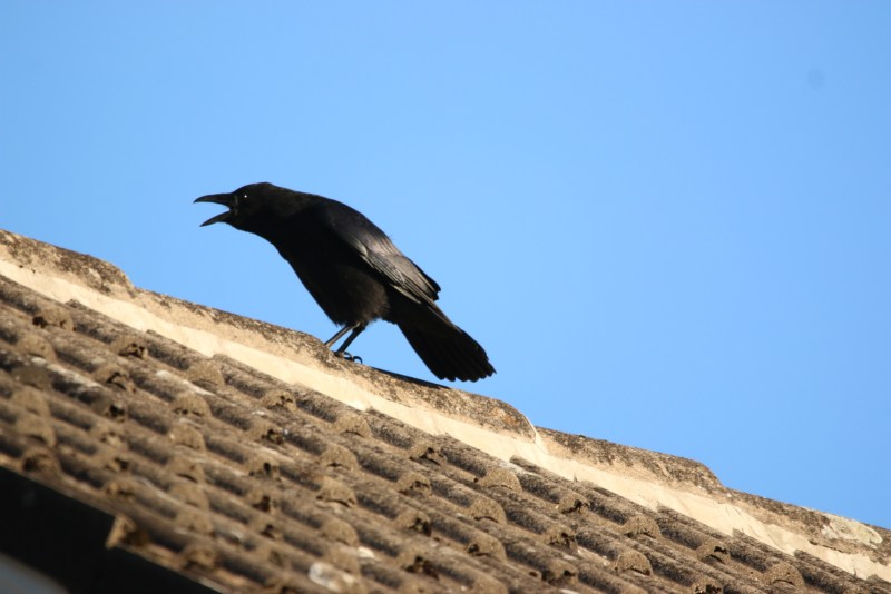 Crow, cawing