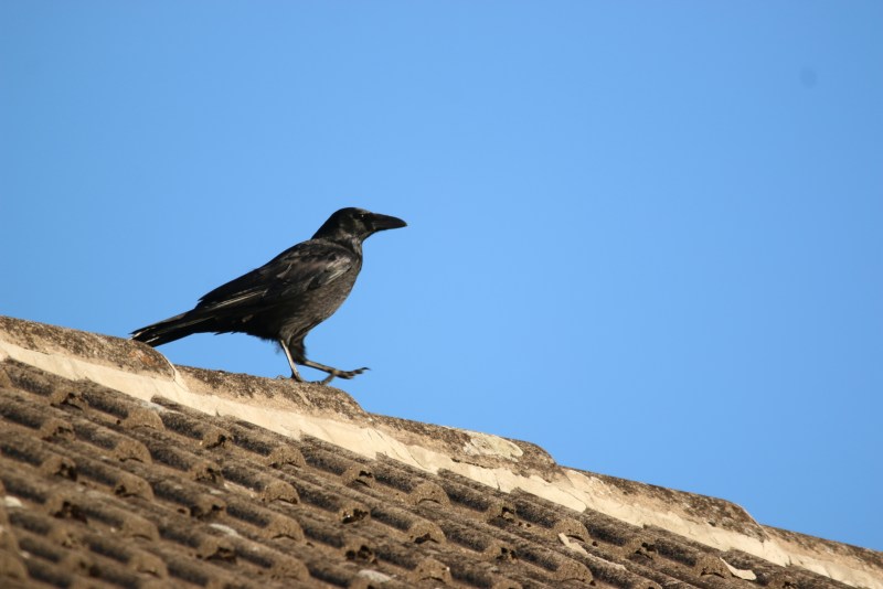 Crow on roof