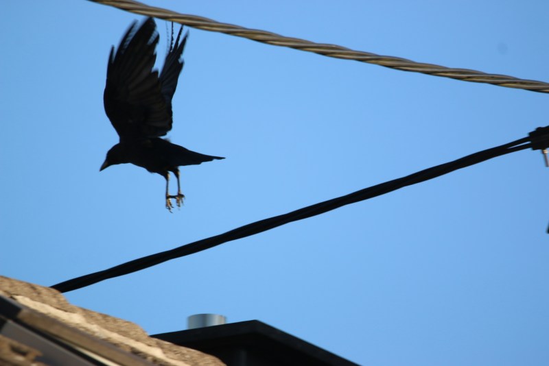 Crow flying