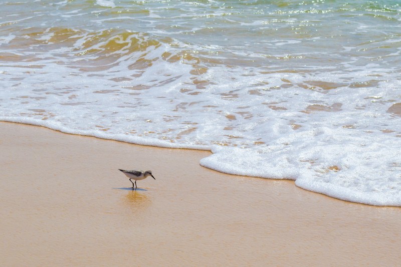 Sanderlings on beach