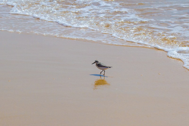 Sanderlings on the beach