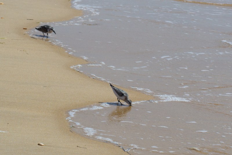 Sanderlings on beach