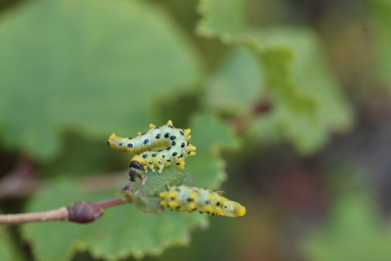 Sawfly larvae