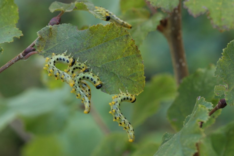 Sawfly larvae