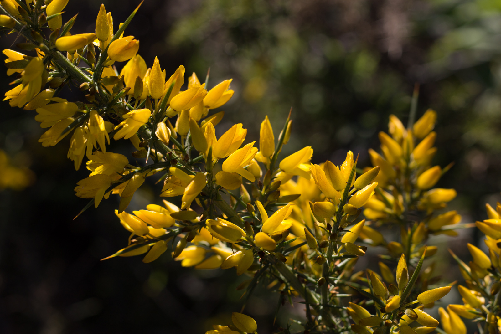 Flowering Gorse