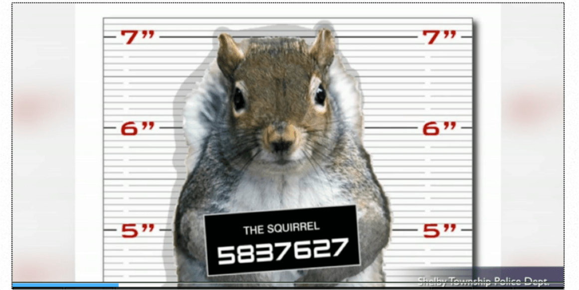 About Those Squirrels Part 2 Depravity And Terrorism
