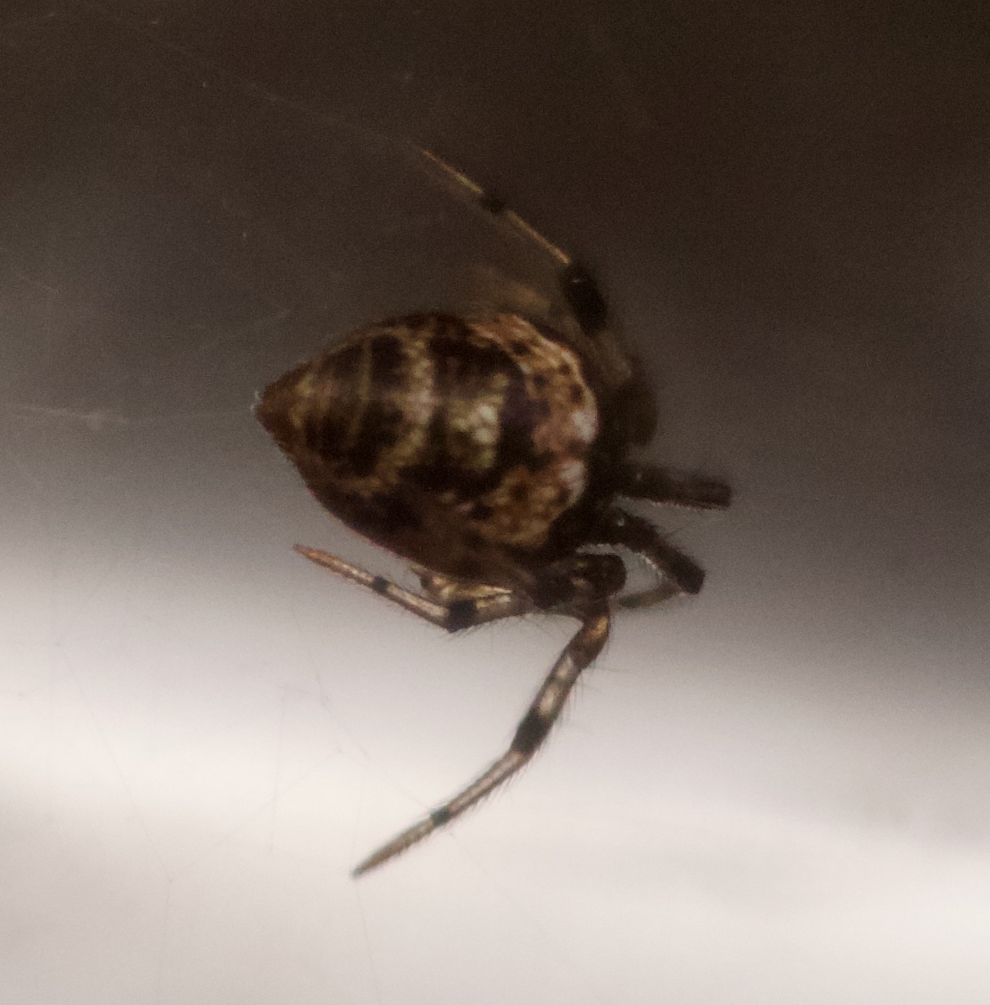 In case you’re wondering where all the spiders go in the winter…