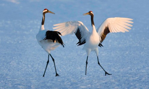 Dancing Japanese Cranes, Lake Hokkaido