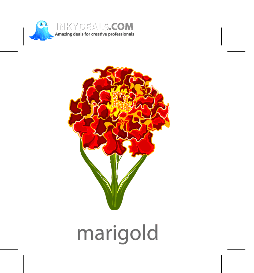 Vector Marigold Flower FreeVectors