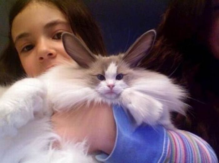 Friday Catblogging The Cabbit
