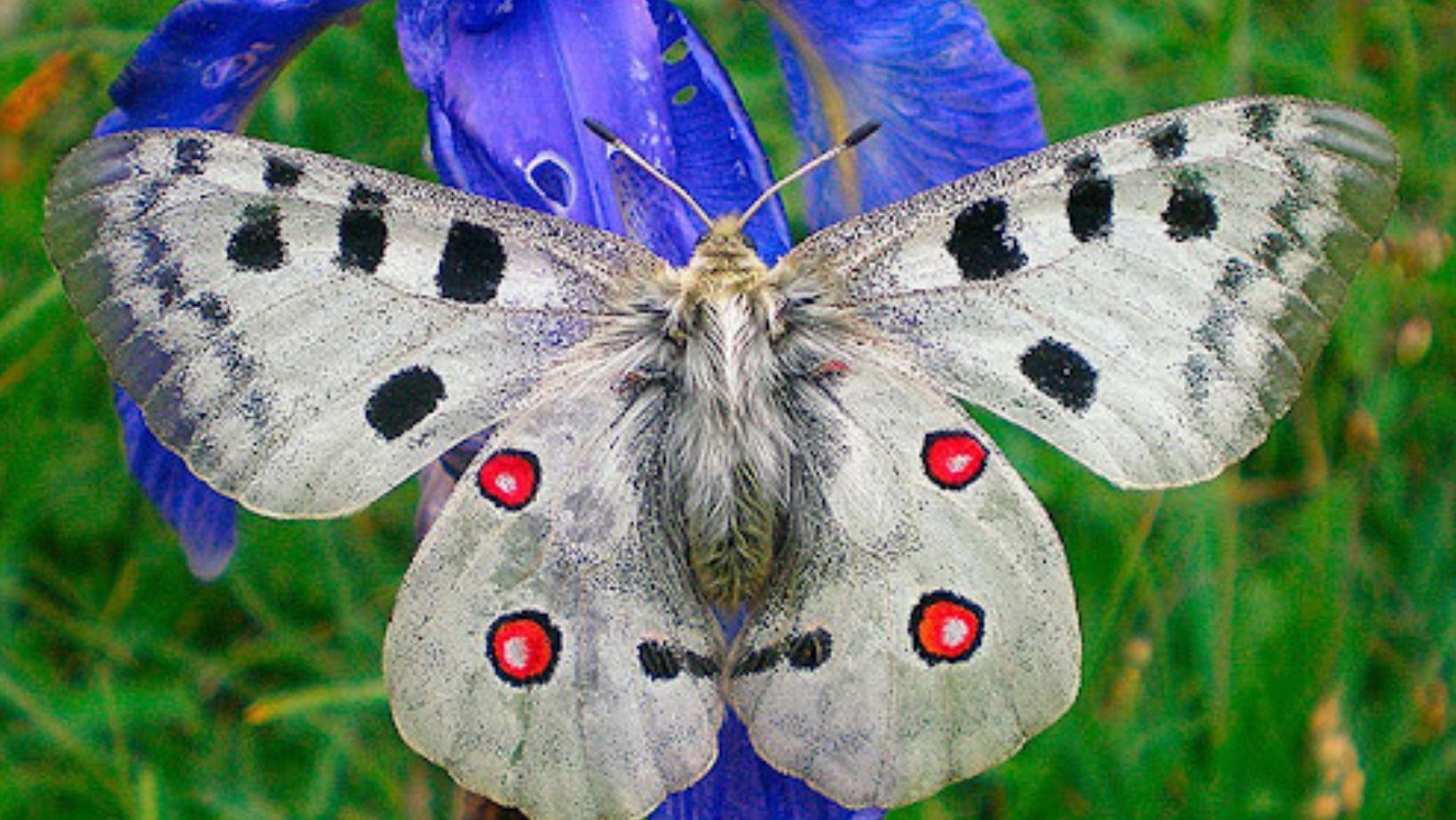 Dolomites Wildlife Animals And Plants You Can Find Freeworlder