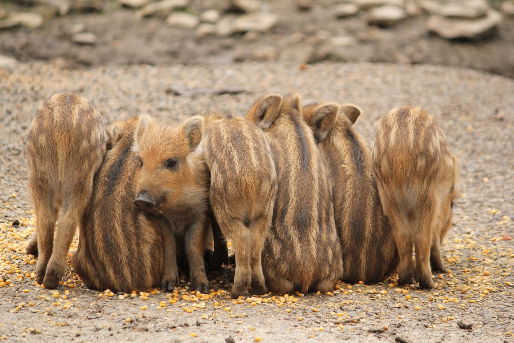 Wildgatter Hildesheim Freizeit