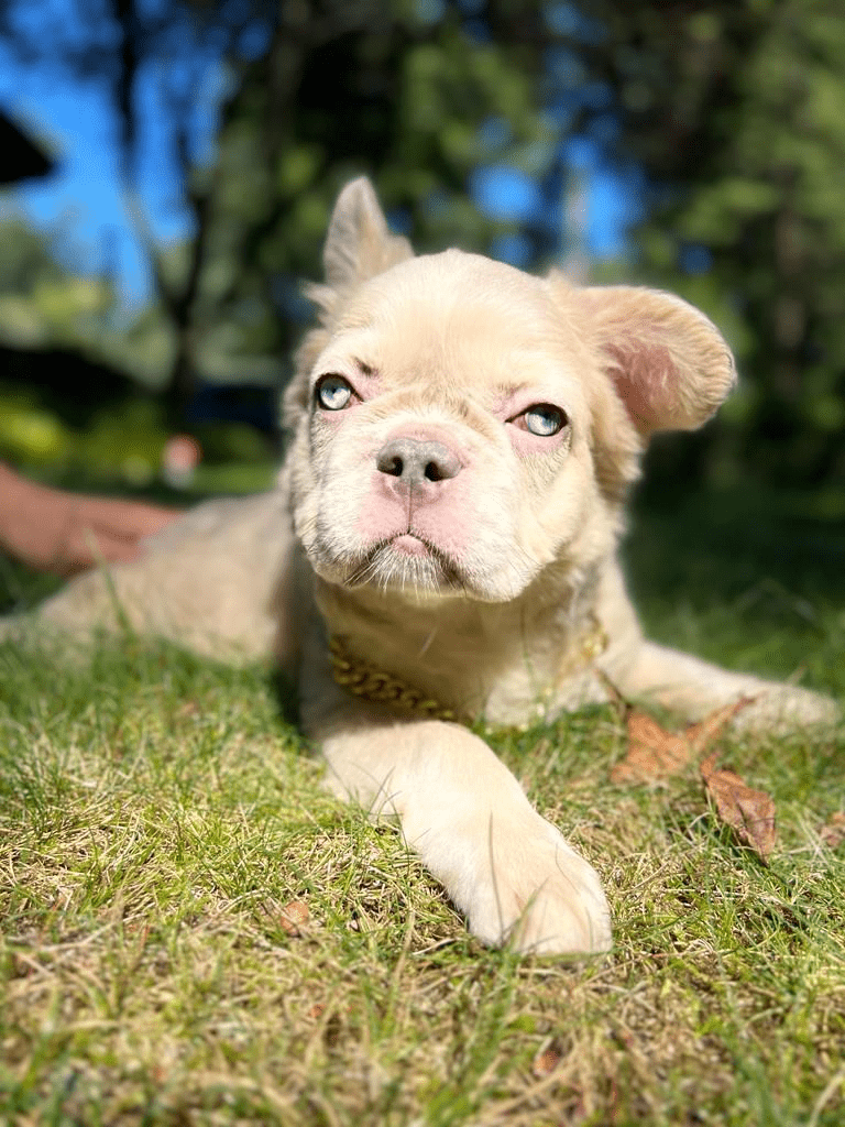 Puppy Lucas — Frenchie Joy