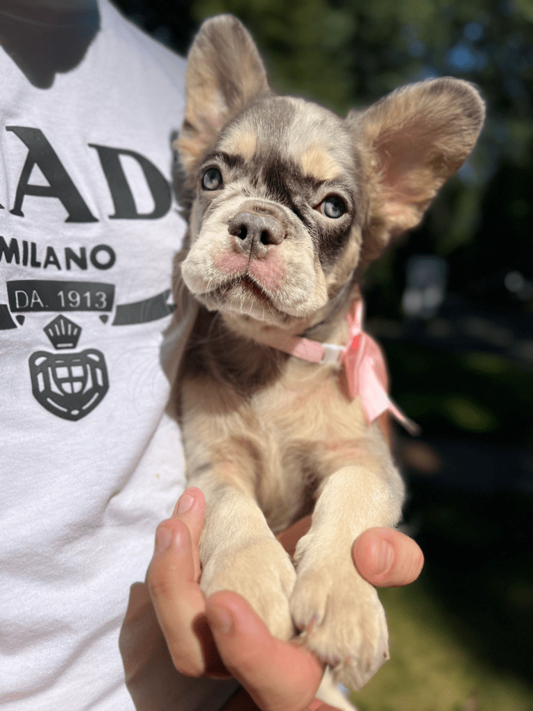 Puppy Jessie — Frenchie Joy