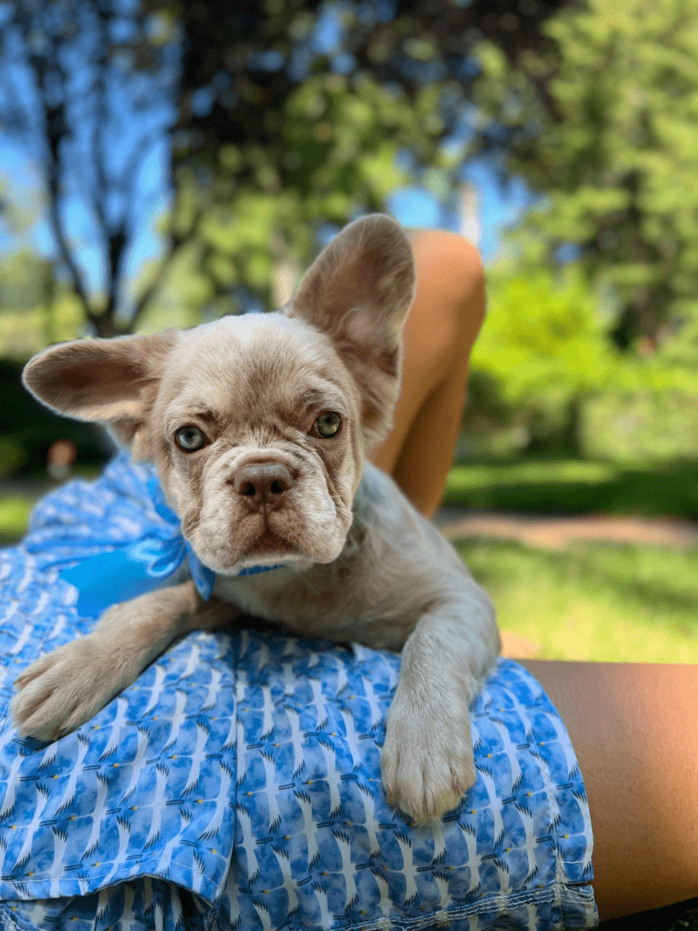Puppy Jason — Frenchie Joy