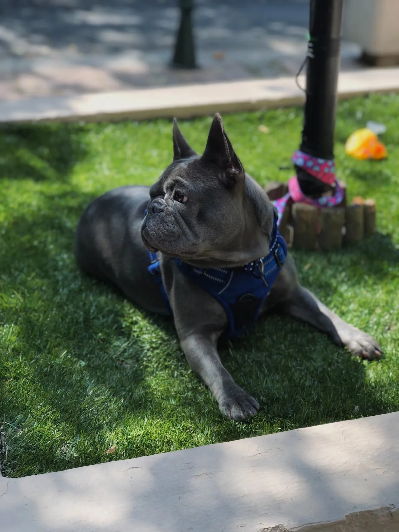 French Bulldog Dry Nose Causes and Treatment! Frenchie World Shop