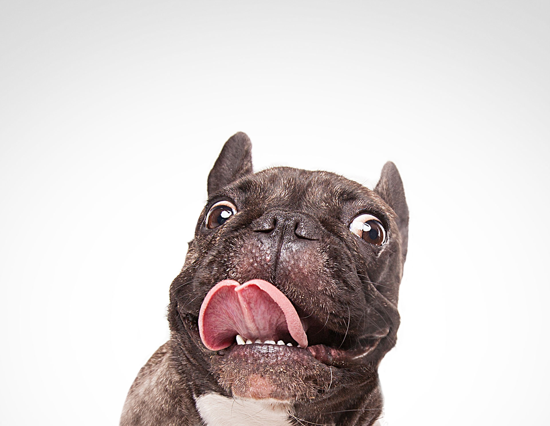How Long do French Bulldogs Live? Frenchie Advice