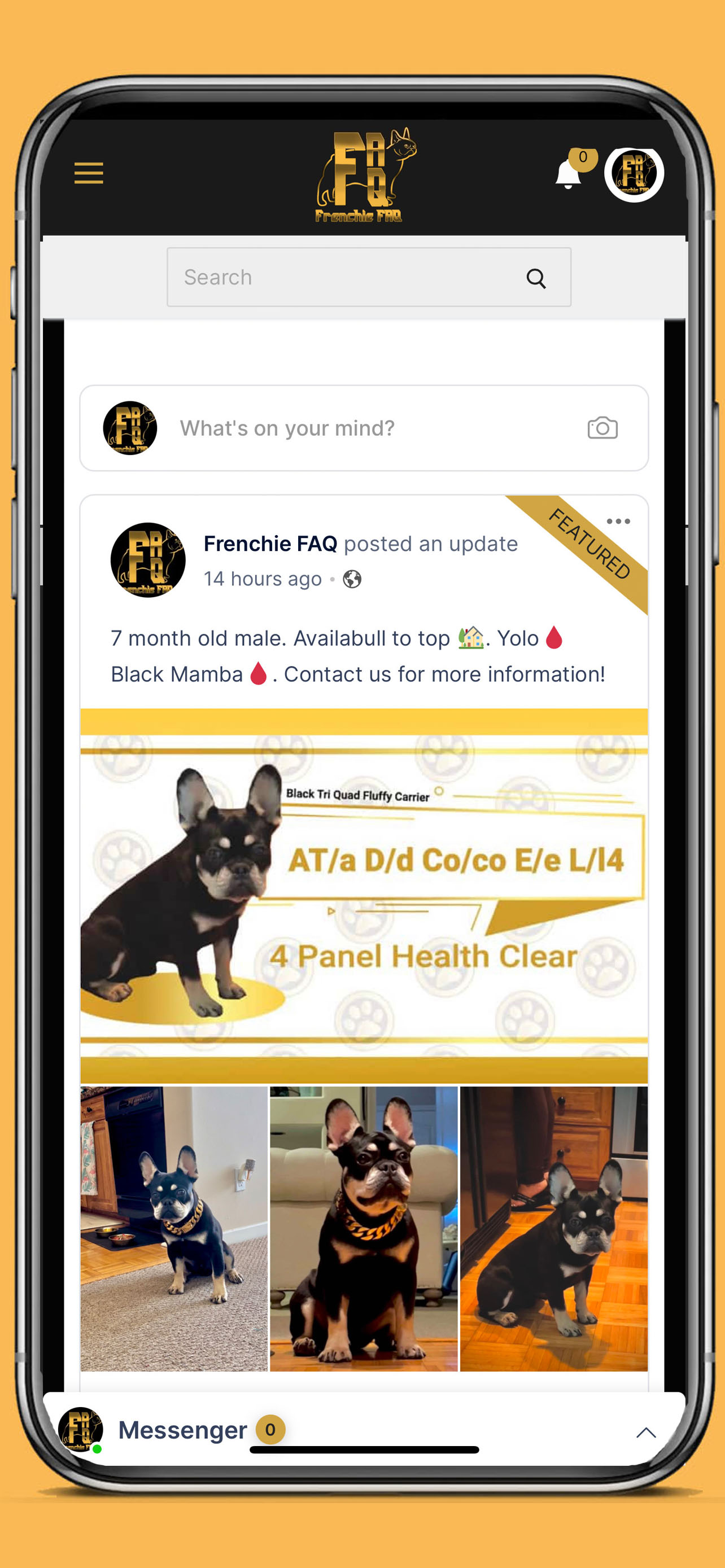 Frenchie FAQ App World's 1st Frenchie Social Media app