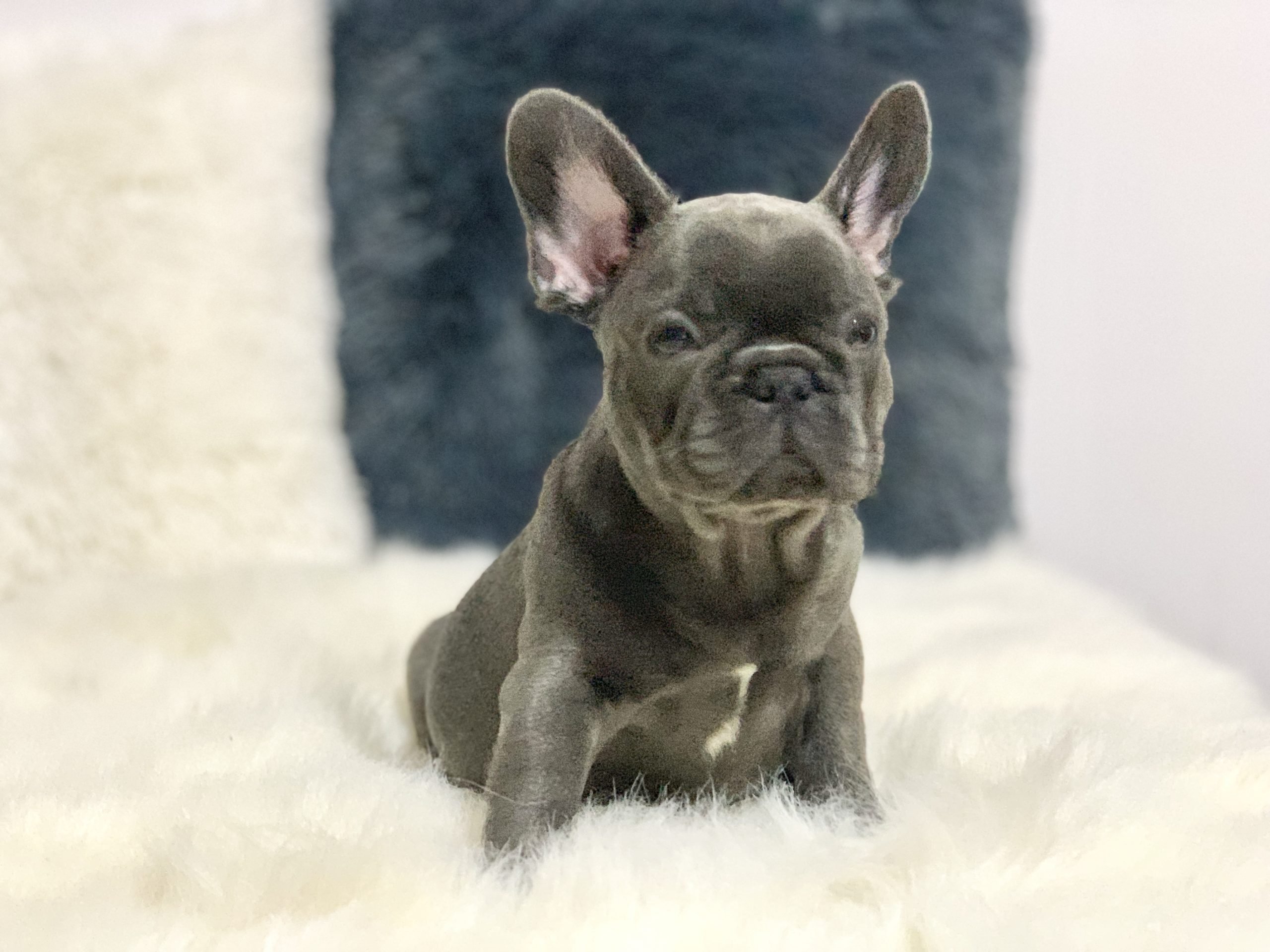 7 Hidden BENEFITS of Coconut Oil for French Bulldogs Frenchie House
