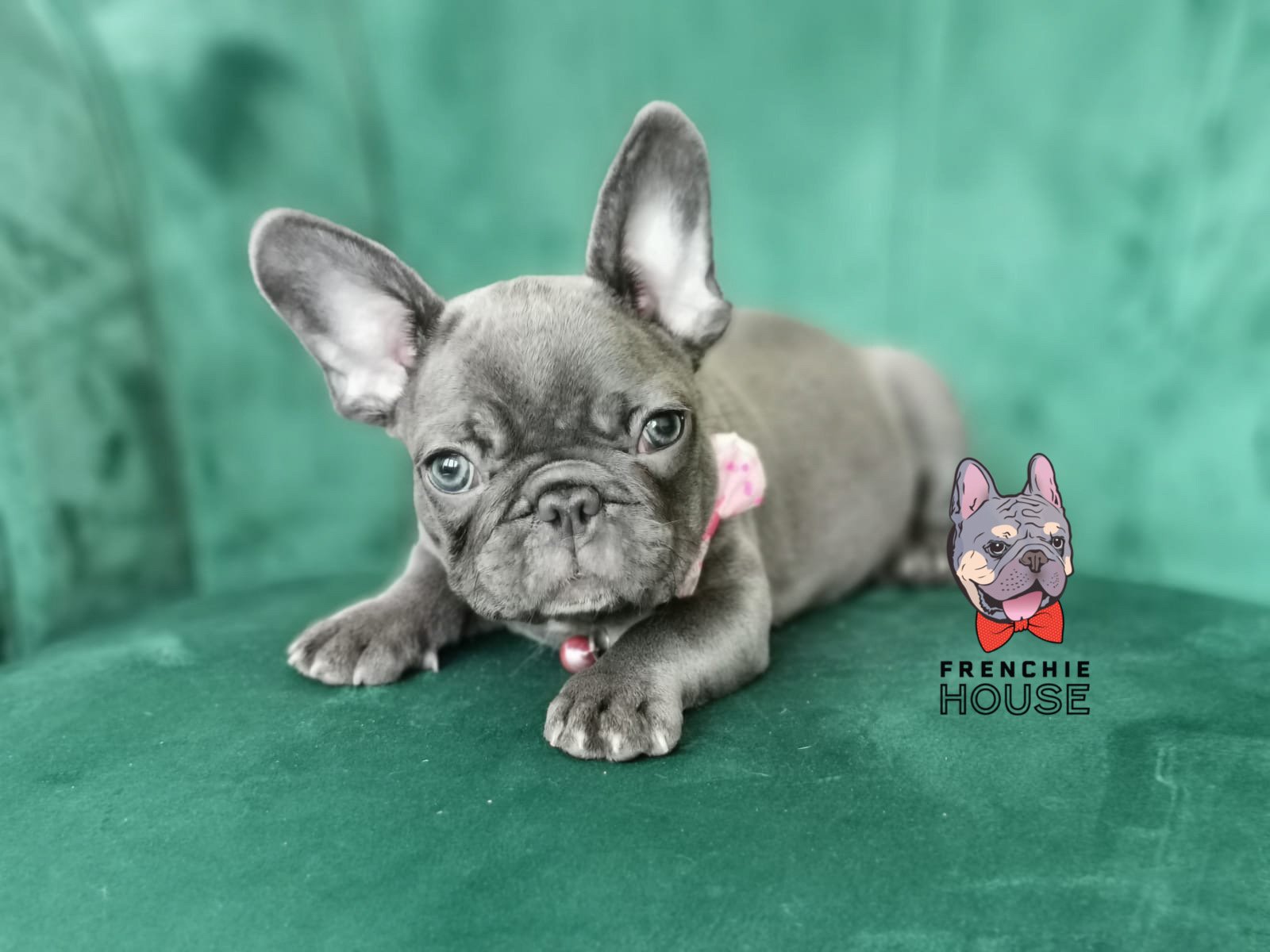 How To Cut French Bulldog’s Nails Part 2 Frenchie House