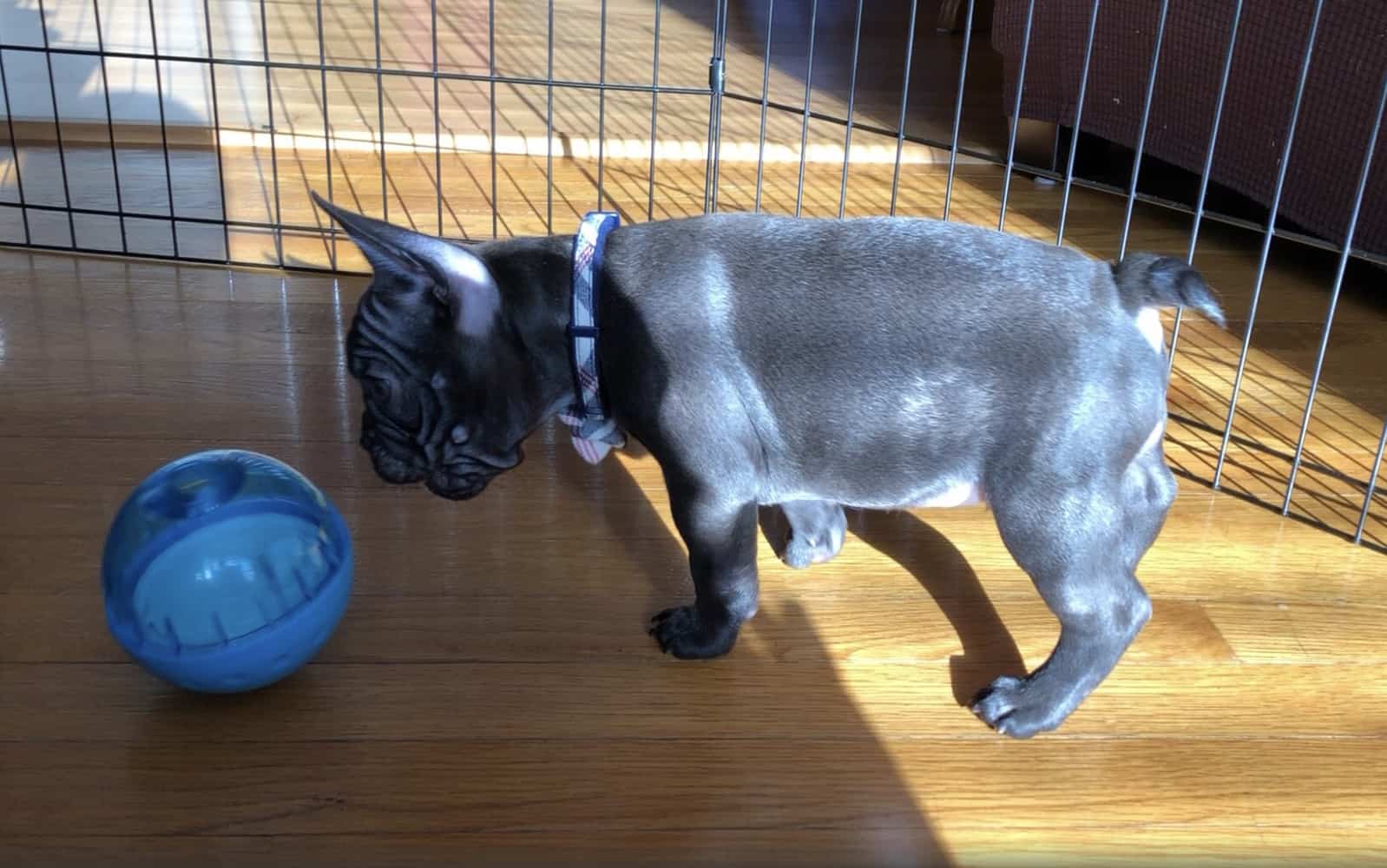 5 Best French Bulldog Toys For Mental & Physical Engagement