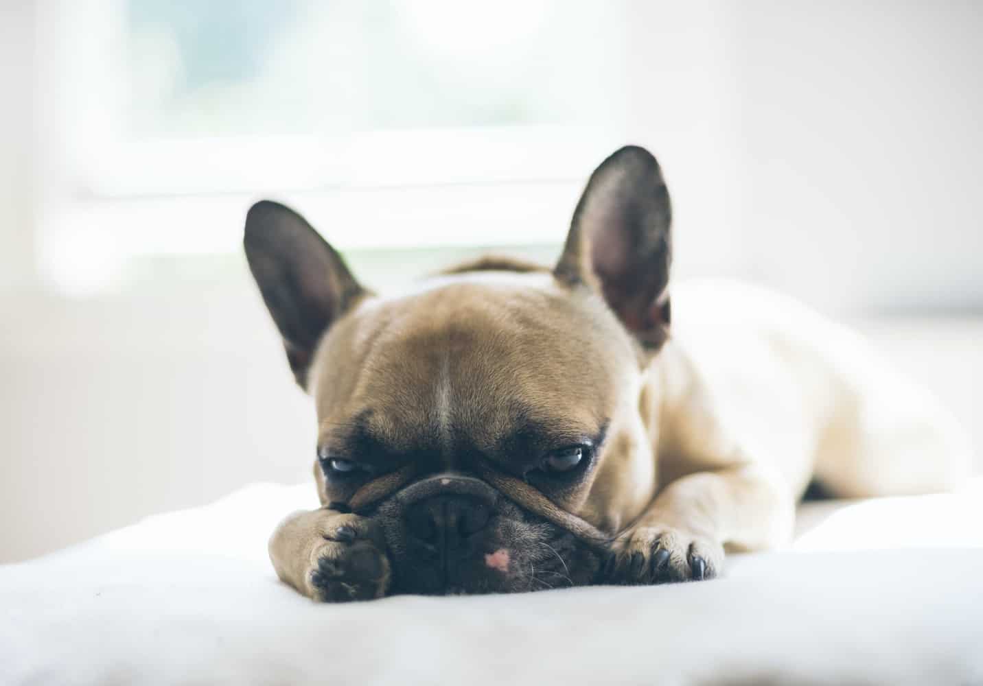 Can a French Bulldog Be Left Alone? lomdempets