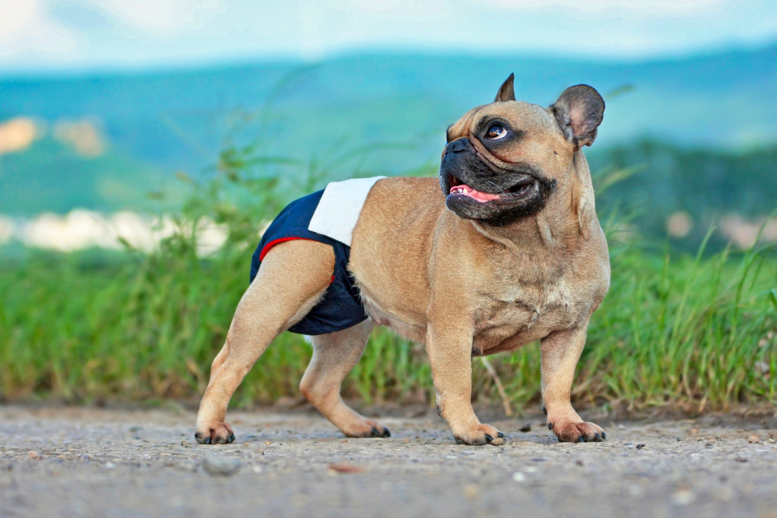 What You Should Know About French Bulldog Heat Diapers