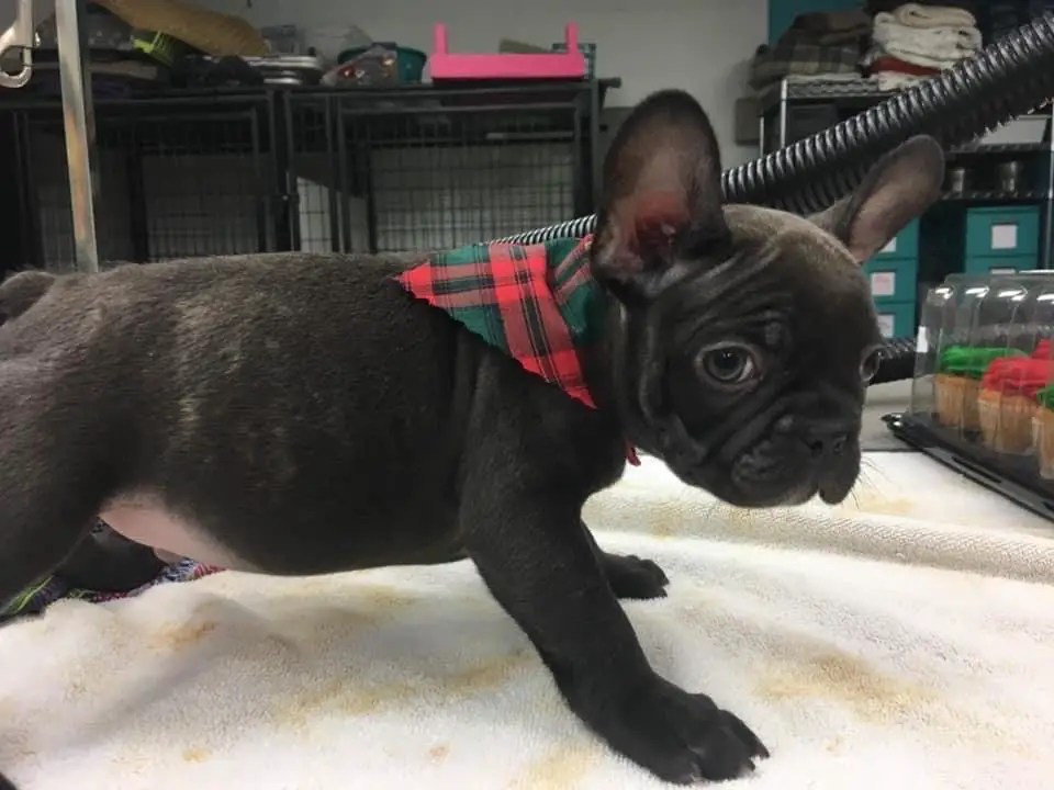 When Do French Bulldog Ears Stand Up? Frenchie Journey