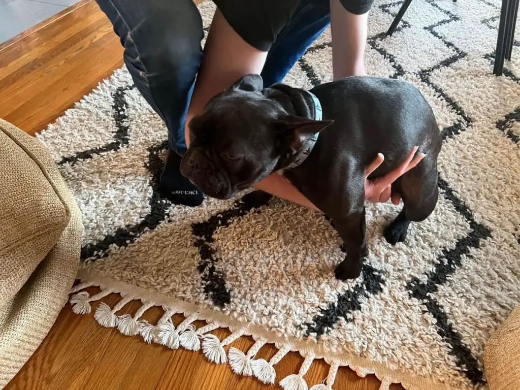 How To Pick Up and Hold a French Bulldog Properly?
