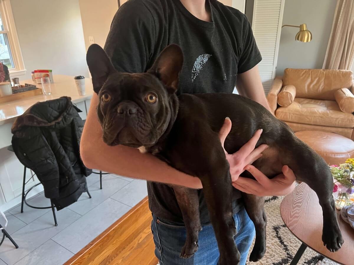 How To Pick Up and Hold a French Bulldog Properly?
