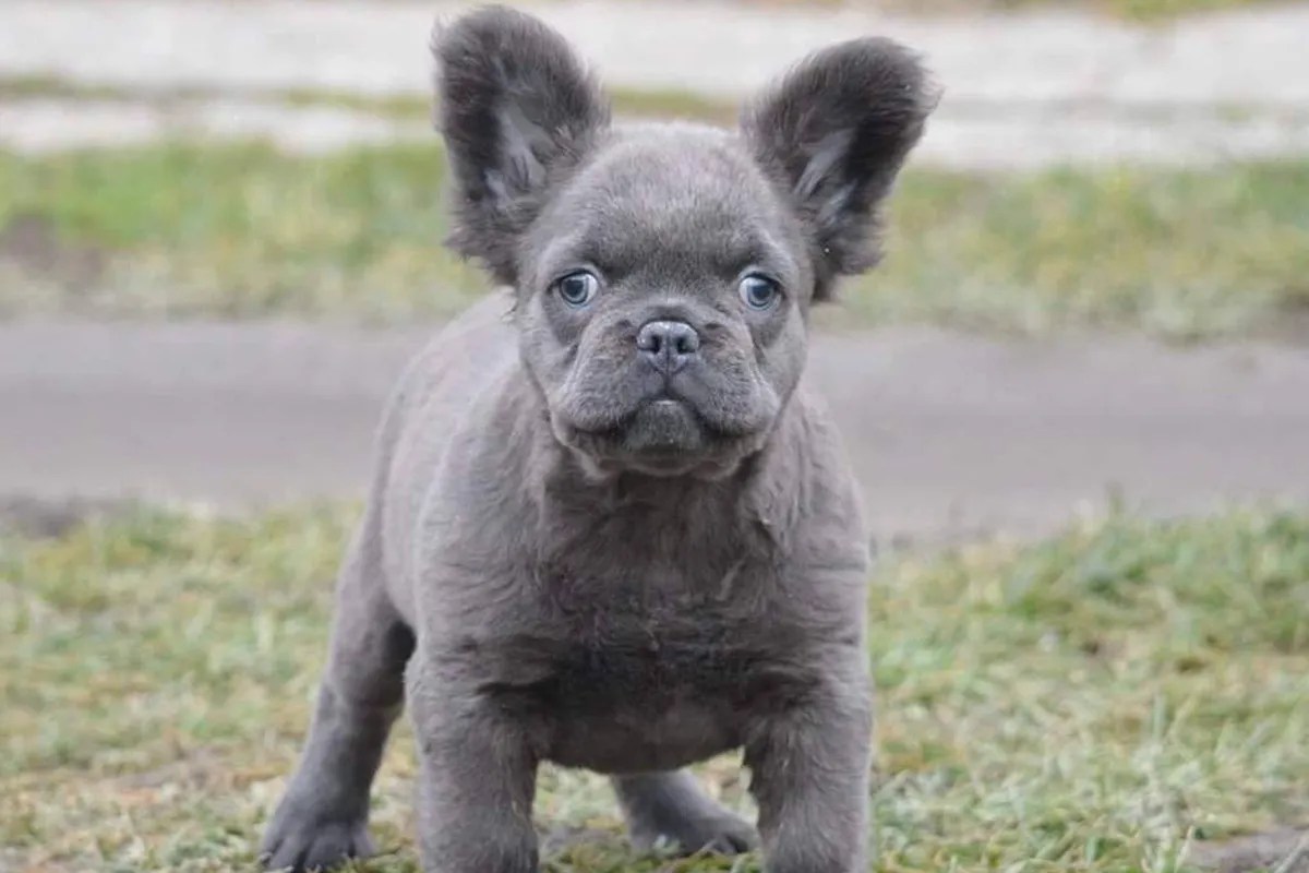 6 Figure Frenchie Why Are Fluffy French Bulldogs so Expensive