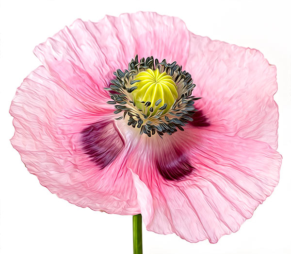 Using The Oil Paint Filter In Adobe CS6