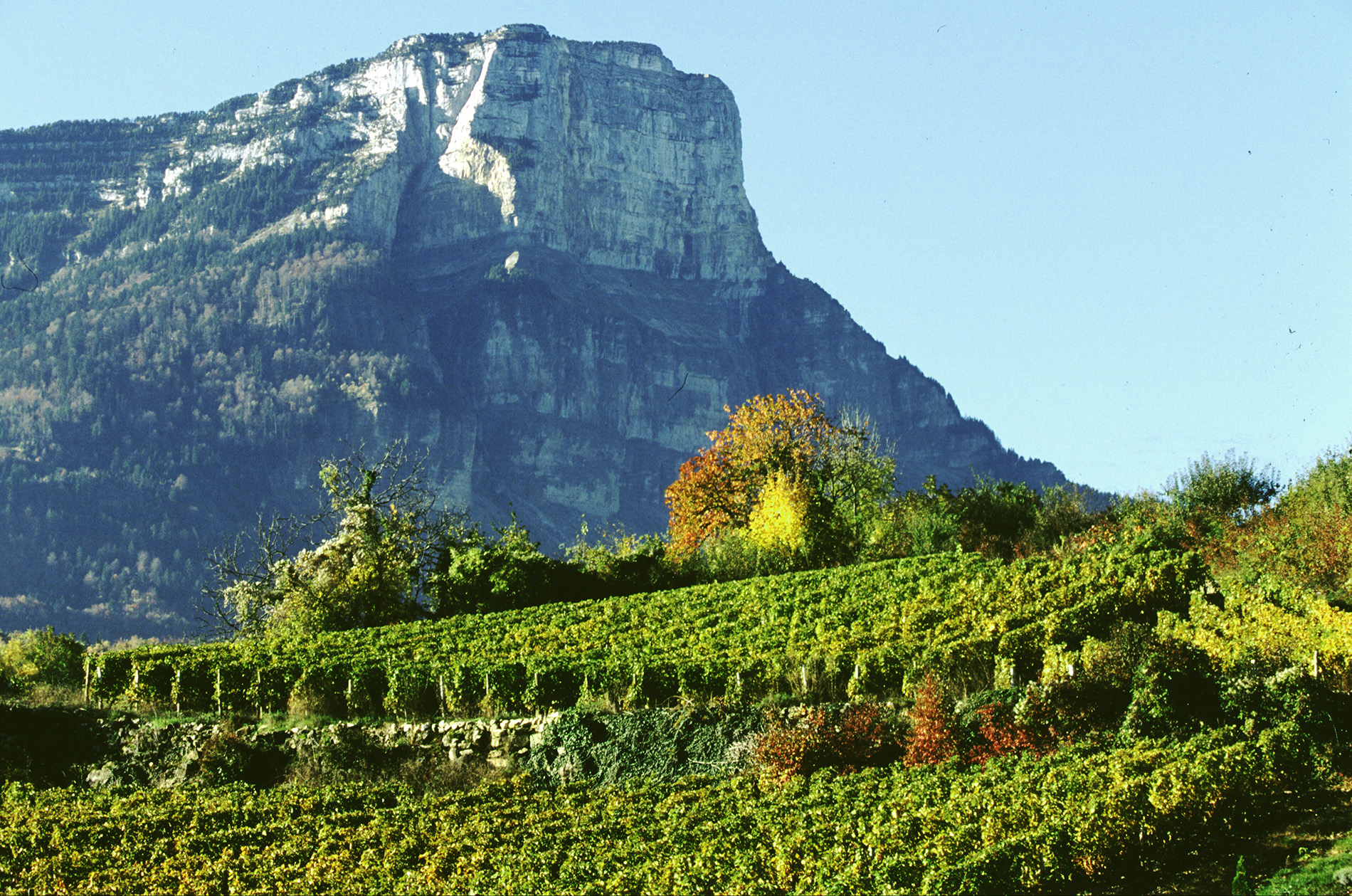 Philippe Viallet French Libation