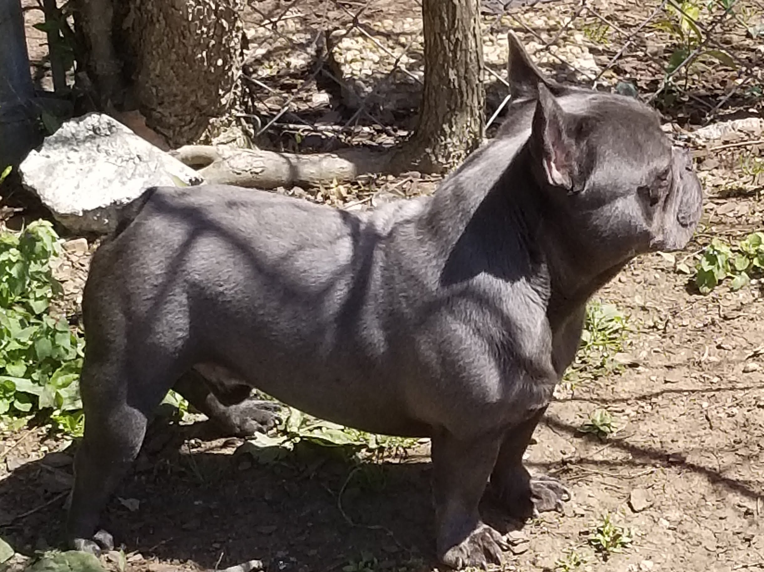 Our Dogs Frenchtons By Design