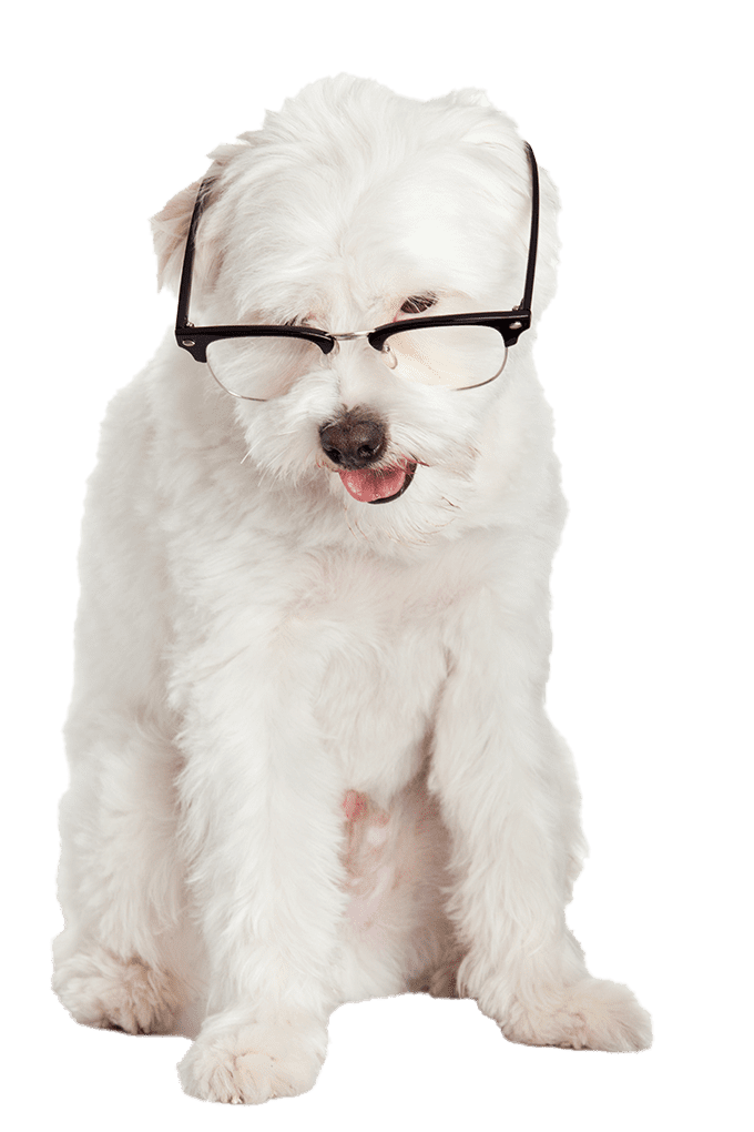 Pet Ultrasound Lubbock, Shallowater, Wolfforth, TX Frenship Vet Clinic