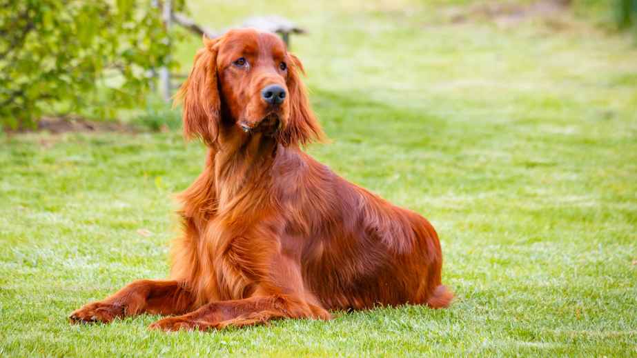 15 BestBehaved Dog Breeds You Can Own