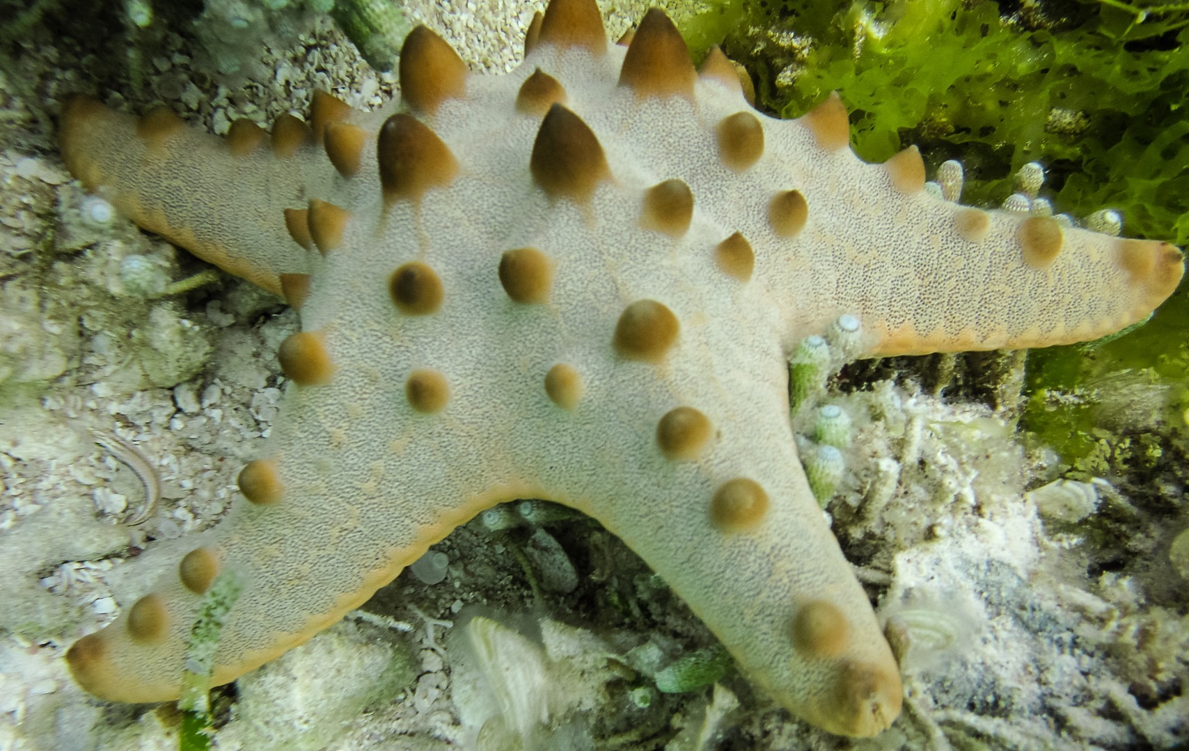 Starfishes ???????????????????? ???????? ?? ????????????????????????, Fresh Trip