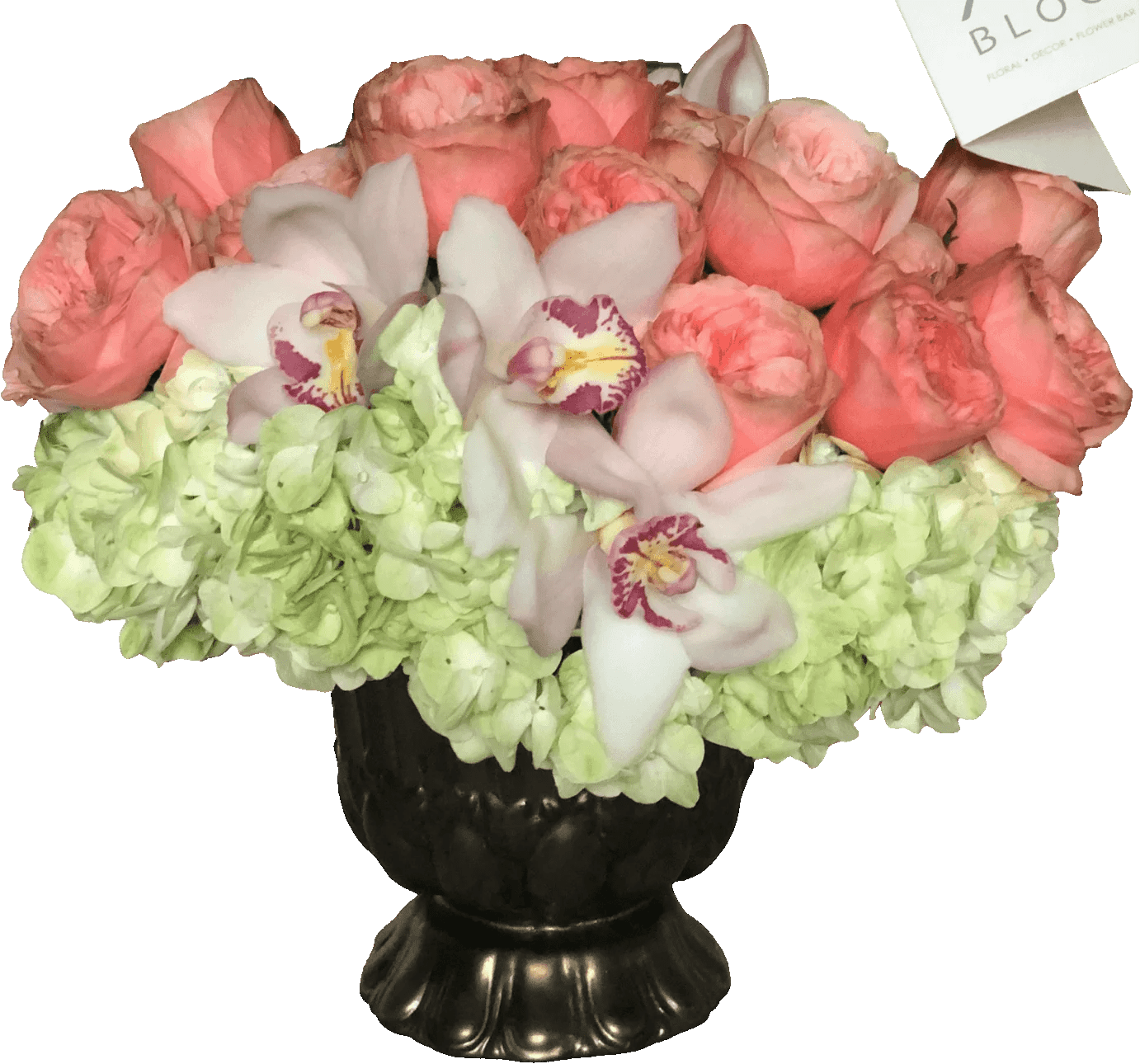 Buy Fresh Butterfly Kiss Flower Online XO Bloom